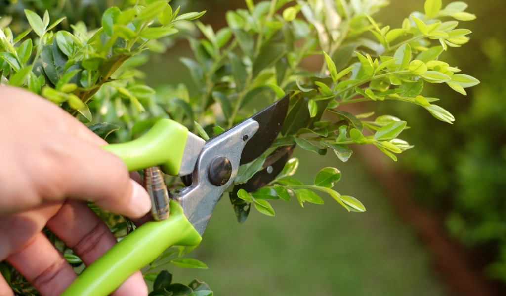 Pruning shrubs and trimming trees is the best place to start showing your landscape love.