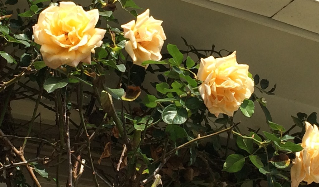 Yellow roses in bloom