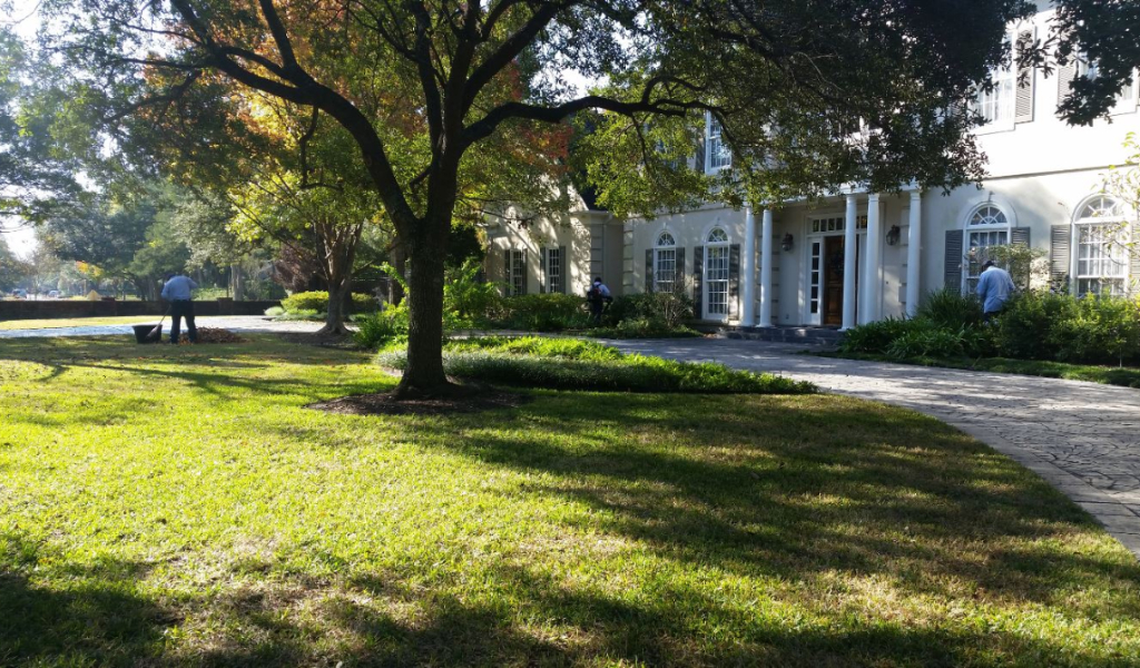 Professional landscape maintenance crews keep lawns healthy