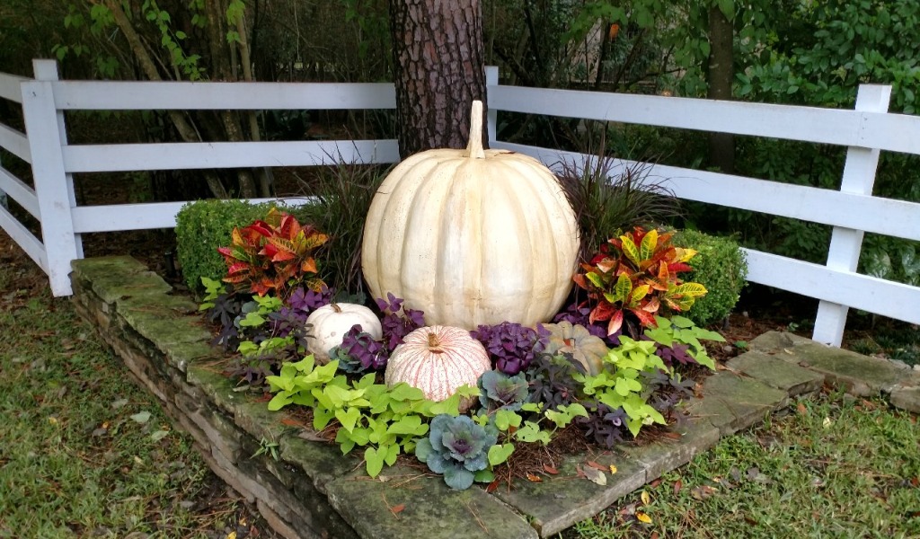 White pumpkin patch with ornamental kale