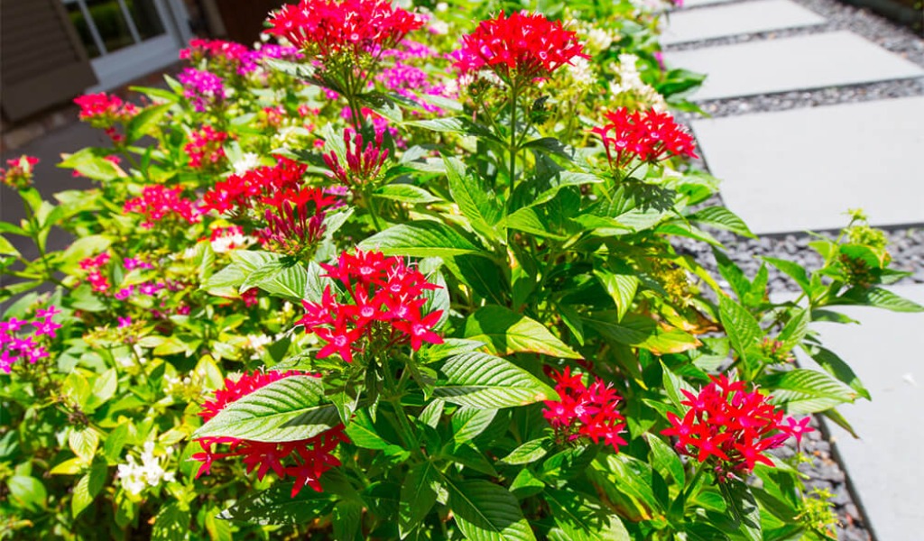 flowerbed with bright red flowers in a Texas landscape