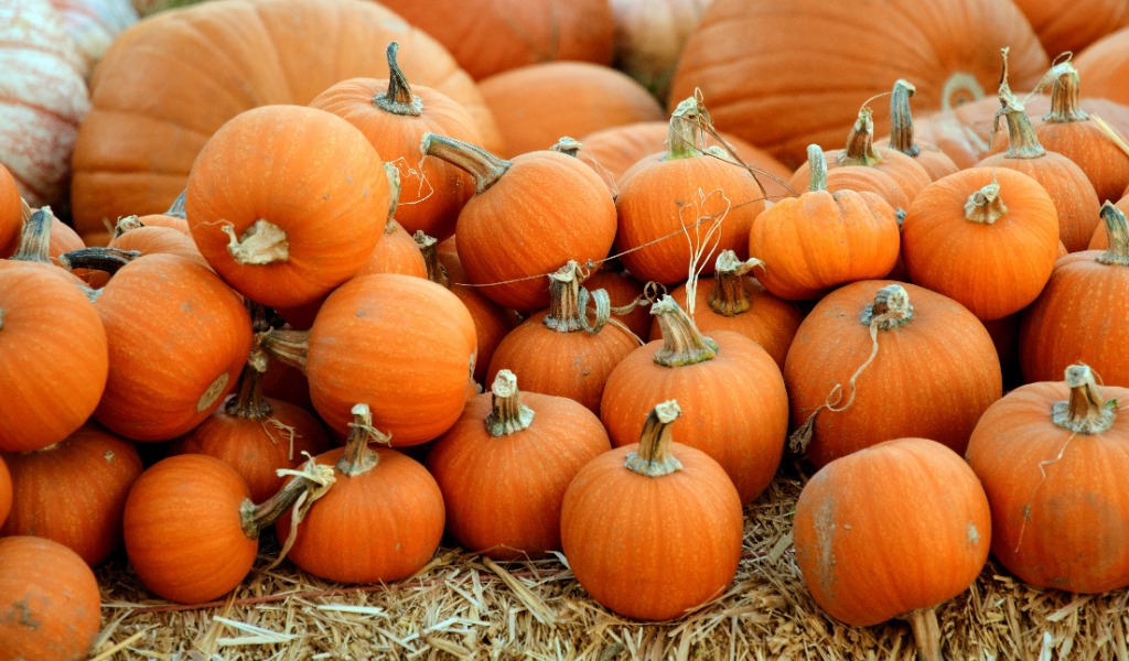 bright orange pumpkins on hay bale