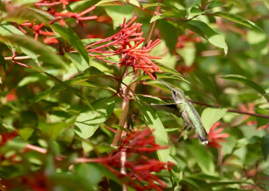 hummingbird with red flowers