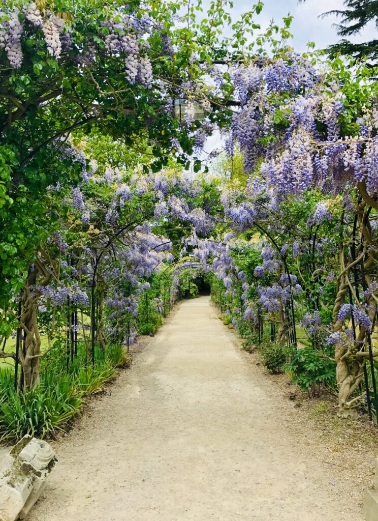 New Victorian style garden with wisteria