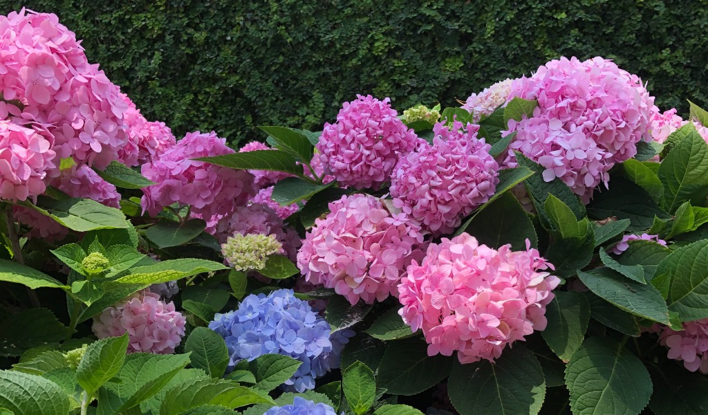 pink and blue hydrangeas