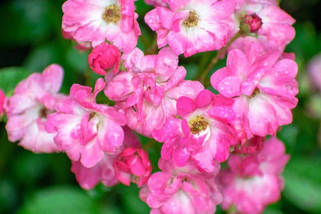 Bright pink geraniums growing outdoors. 