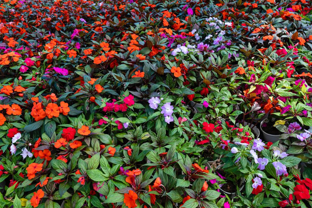 A field of multi-colored impatiens. 