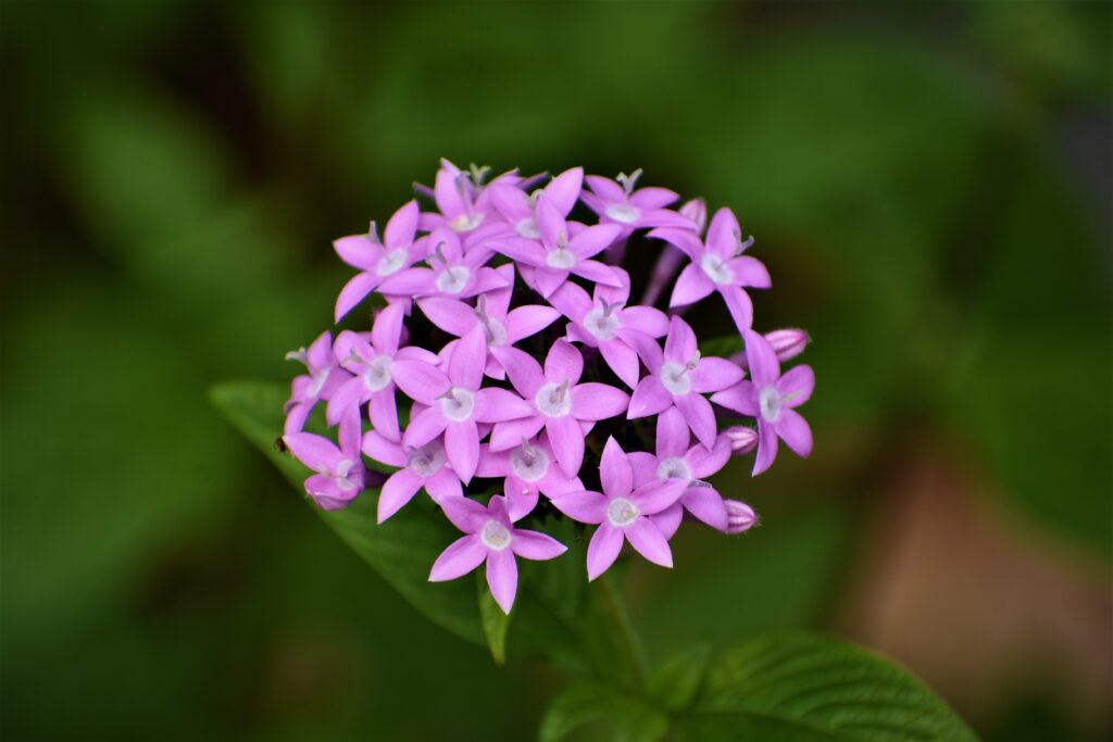 Close up view of light pink and purple pentas growing outdoors. 