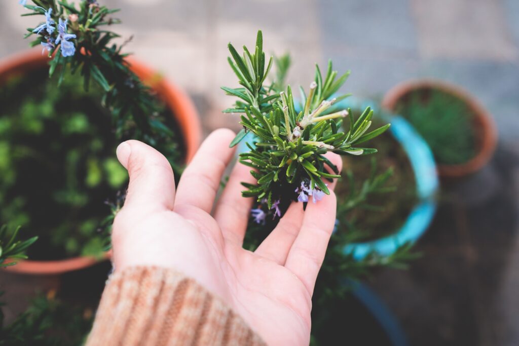 Gardener showing off potted rosemary with pale flowers. 