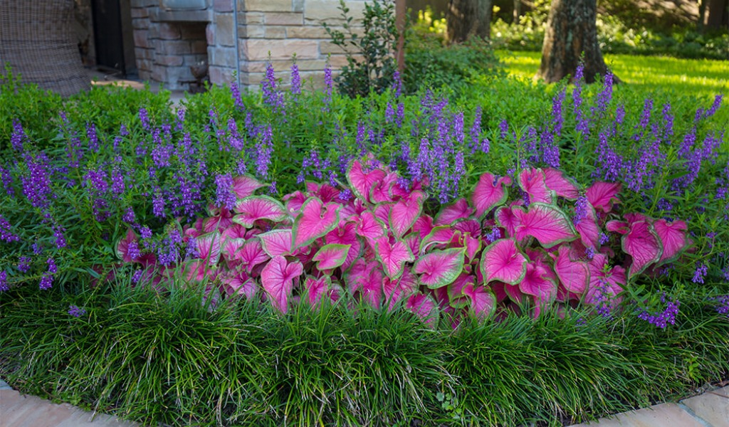 A Texas garden with caladium plants and purple flowers.