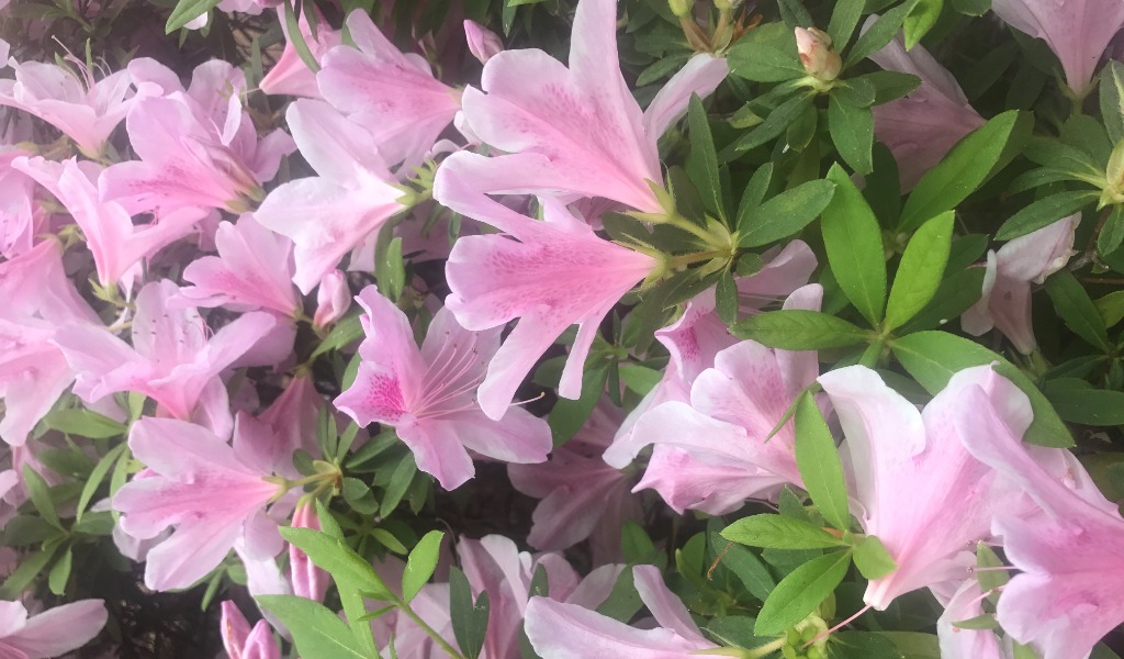 A close up view of George Taber Azaleas in a Houston garden.