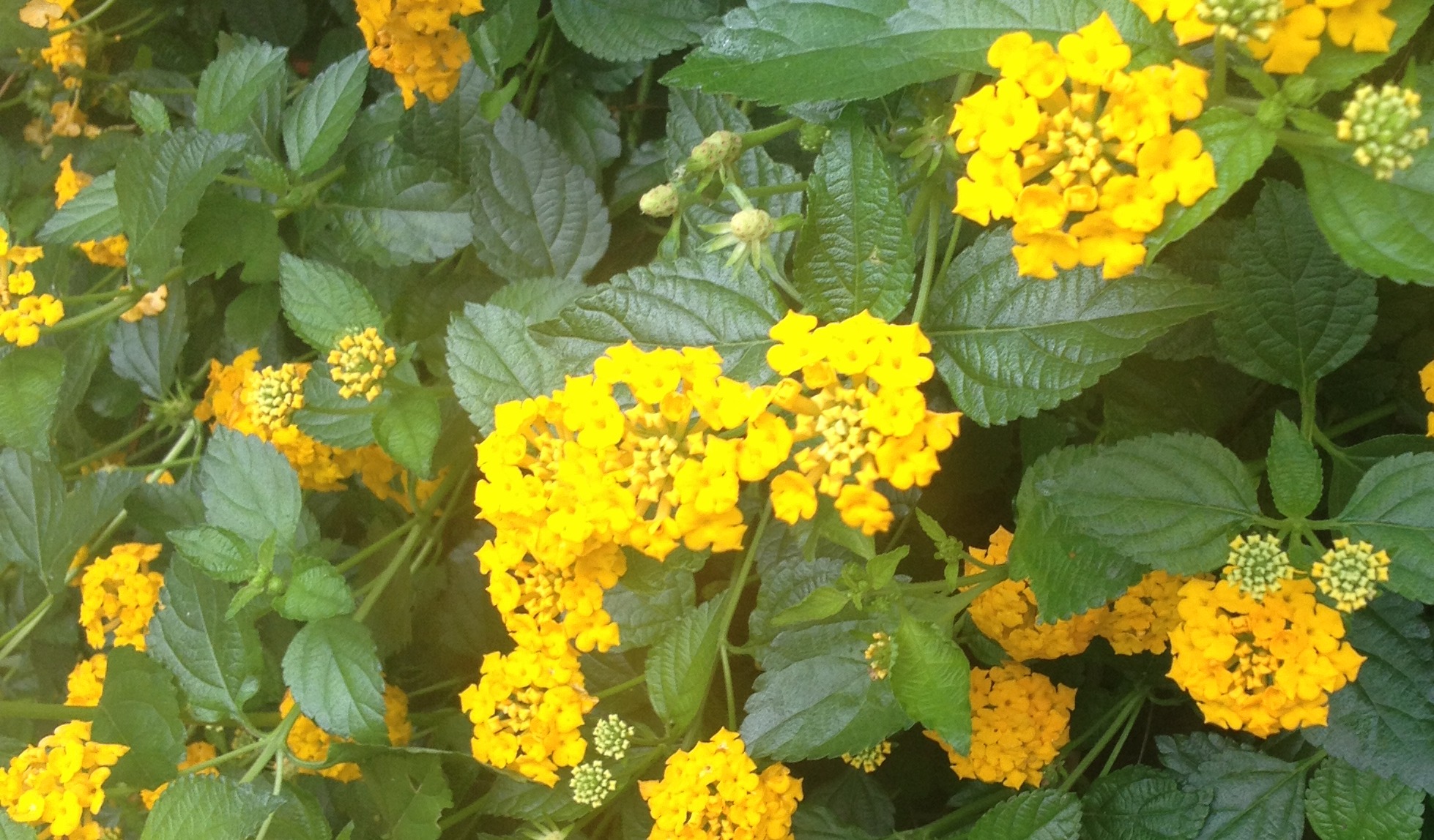 Yellow lantana in a Houston, Texas, summer landscape.