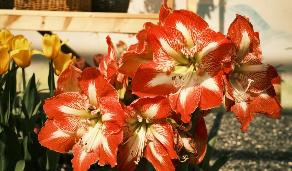 Amaryllis in a springtime garden by Jason Sung.