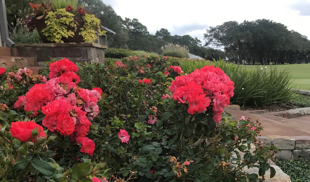 Drift roses add vibrancy to a Texas garden.